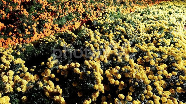 千葉県東京ドイツ村の夜のマリーゴールド畑 マリーゴールド,花,黄の写真素材