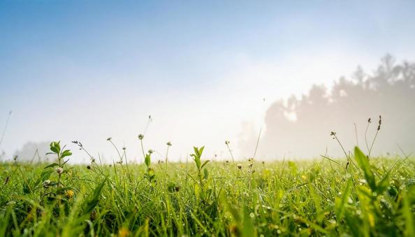 美しい野原、草原の写真