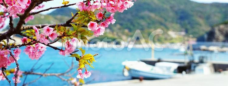 波止場の早咲サクラ 桜,河津桜,船の写真素材