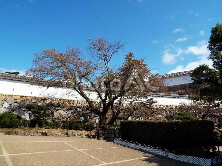 【風景写真】姫路城の風景 姫路城,世界遺産,国宝の写真素材