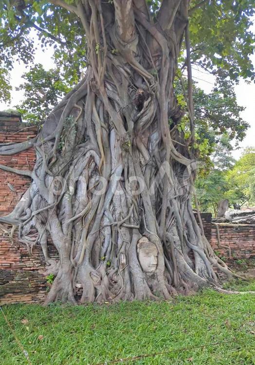 タイアユタヤ　ワットマハータート　仏頭 タイ,アユタヤ,ワットマハータートの写真素材