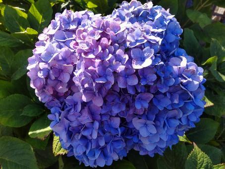 アジサイの花 2022 アジサイの花 2022の写真