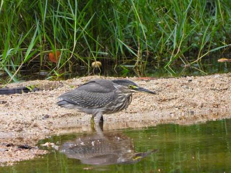 水際に立つササゴイ2 水際に立つササゴイ2 ササゴイ,鳥,鳥類の写真素材