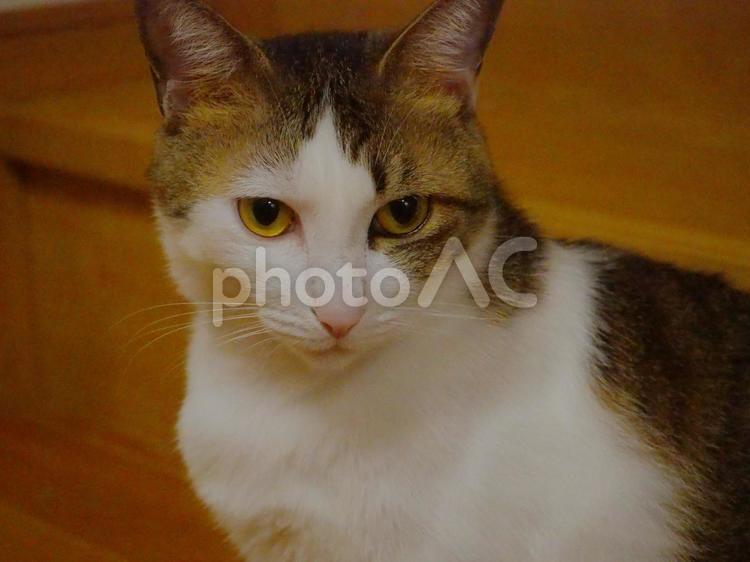 キリっとした猫の顔 猫,ねこ,ネコの写真素材