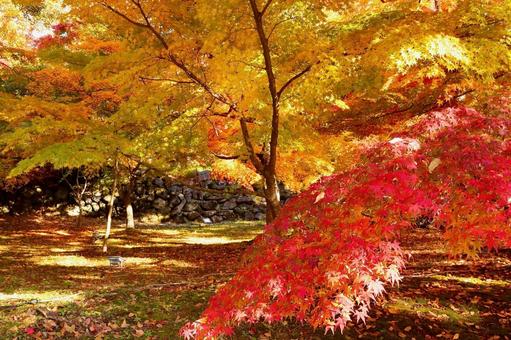 紅葉　長野県　懐古園 紅葉,長野県,懐古園の写真素材