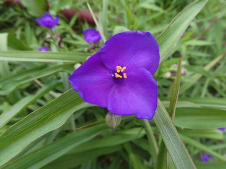 ムラサキツユクサ ムラサキツユクサ ムラサキツユクサ,露草,紫の花の写真素材