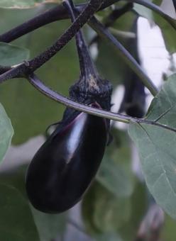 三なすびの写真