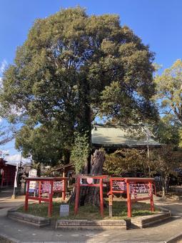 恋木神社・幸福の一位の木 恋木神社,水田天満宮,福岡県筑後市の写真素材