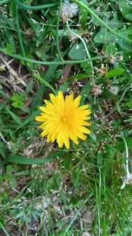 タンポポ 花  タンポポ 花 の写真