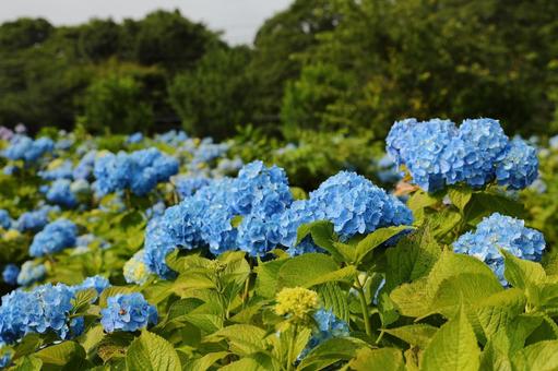 飯綱高原 紫陽花2 飯綱高原 紫陽花2 飯綱高原,紫陽花,自然の写真素材