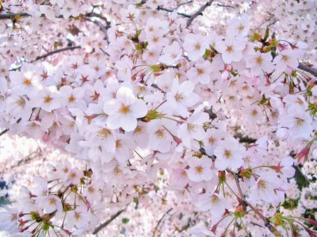 満開のソメイヨシノ 満開のソメイヨシノの写真