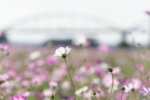 秋桜 秋桜の写真