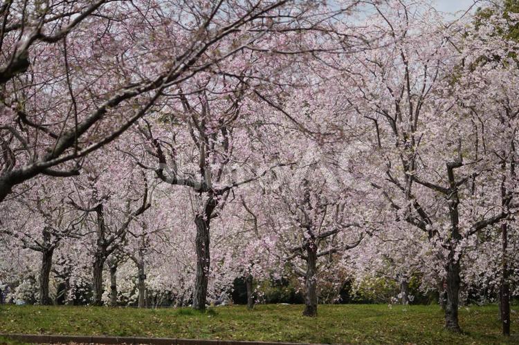 ヤエベニシダレ（八重紅枝垂） ヤエベニシダレ,八重紅枝垂,サクラの写真素材