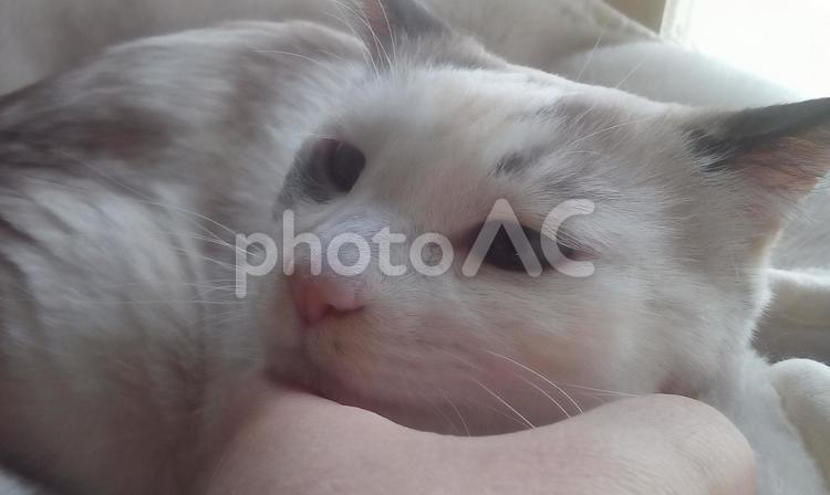 美人猫  人とペット  親愛なるペット  愛猫保険  早期発見  体調悪い  看取り  セレモニー   セレモニー,ペット,人の写真素材