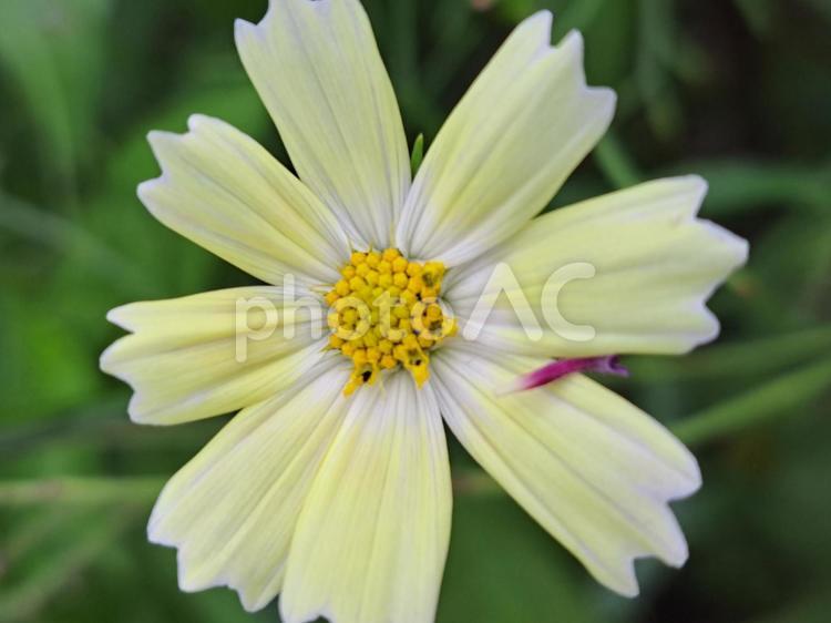 エキナセア２ 花,ガーデン,庭の写真素材