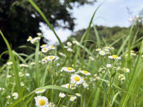 公園の草むらに自生するヒメジョオン 公園の草むらに自生するヒメジョオンの写真