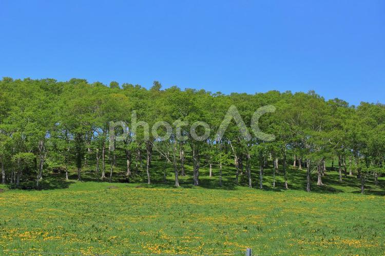 草原と林 草原,タンポポ,牧草地の写真素材