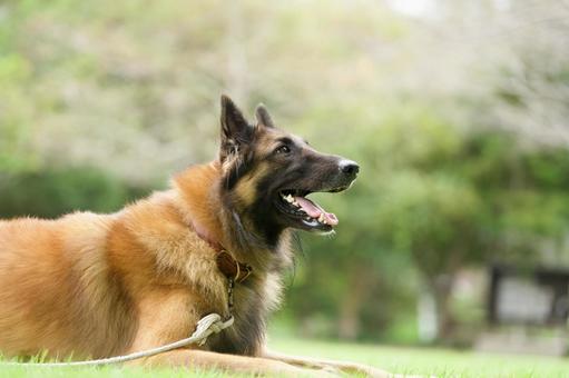 ベルギーシェパードのポートレート ベルギーシェパードのポートレート 犬,ベルギーシェパード,シェパード・ドッグの写真素材