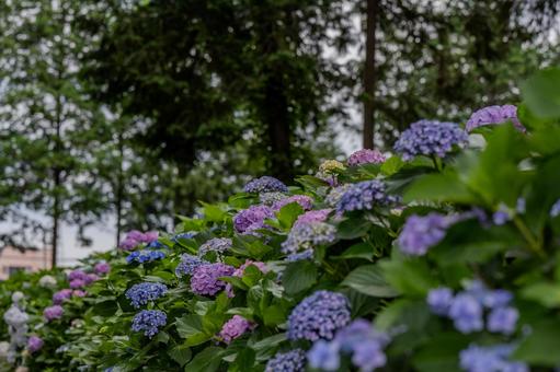 指扇アジサイまつり2025年 指扇アジサイまつり2025年 アジサイ,紫陽花,花の写真素材
