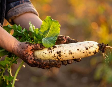 掘りたての大根・秋の収穫風景 掘りたての大根・秋の収穫風景の写真