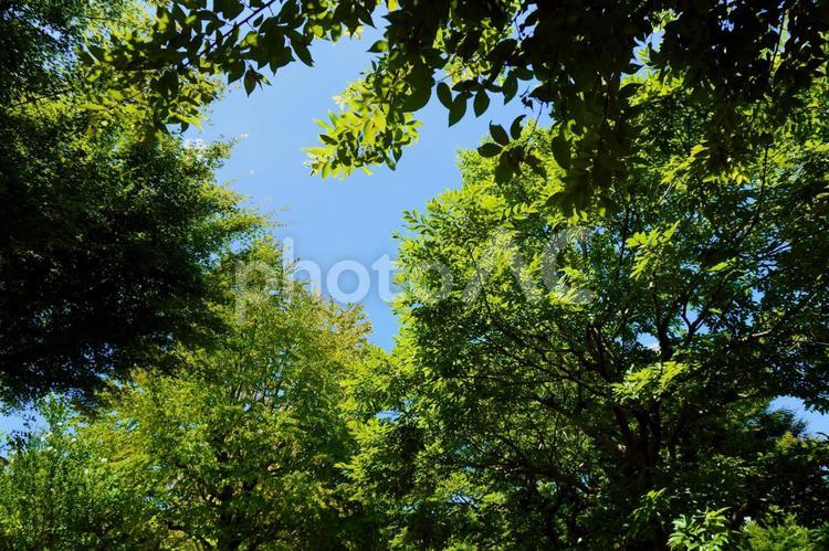 夏の緑の木漏れ日２ 夏,木漏れ日,森の写真素材