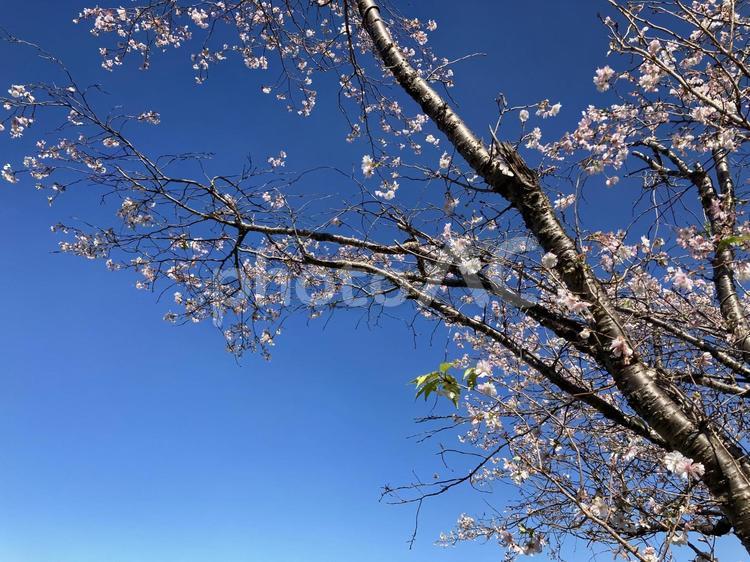 秋に咲いた桜 桜,秋,10月の写真素材