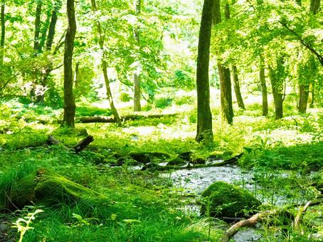 In the forest, moss, grove, sunlight filtering through the trees, wetlands, JPG In the forest, moss, grove, sunlight filtering through the trees, wetlands, JPG