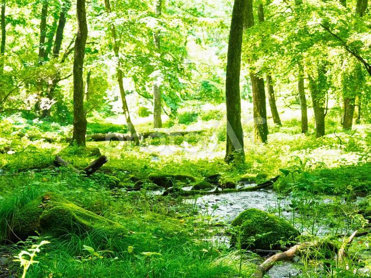 森の中、苔むす、木立、木漏れ日、湿地 森林,苔,緑の写真素材