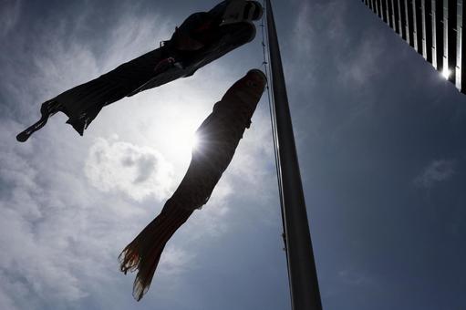 風になびく鯉のぼり 鯉のぼり,こどもの日,５月の写真素材