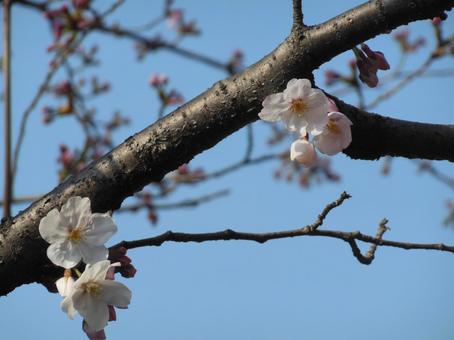 春 春の写真