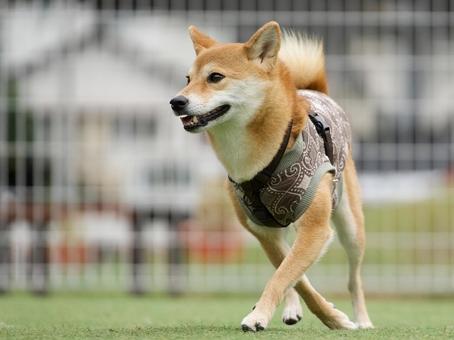 柴犬のポートレート 犬,柴犬,中型犬の写真素材