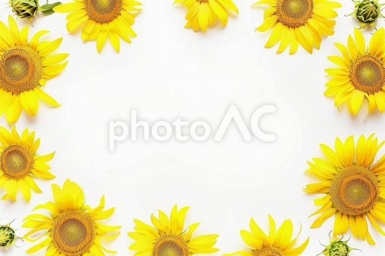 白背景に円形に並べられたひまわりの構図 ひまわり,夏,花の写真素材