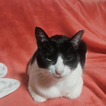 こちらを見つめるハチワレ母猫 こちらを見つめるハチワレ母猫 猫,ネコ,ねこの写真素材
