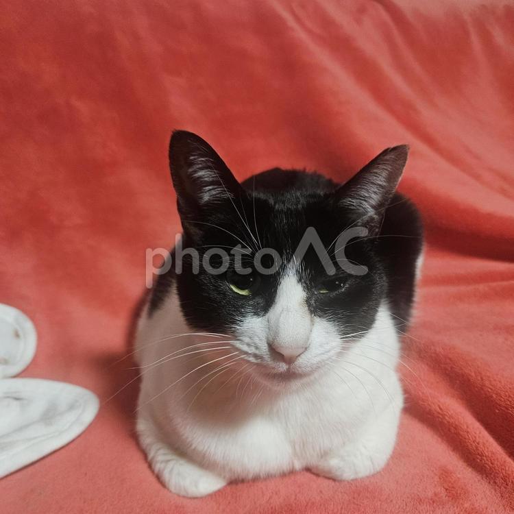 こちらを見つめるハチワレ母猫 猫,ネコ,ねこの写真素材