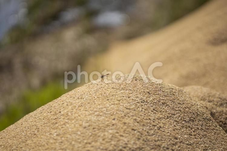 籾殻に止まった赤トンボ 赤トンボ,籾殻,もみ殻の写真素材