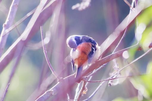 枝の上で羽繕いするジョウビタキ 枝の上で羽繕いするジョウビタキ 野鳥,ジョウビタキ,鳥の写真素材