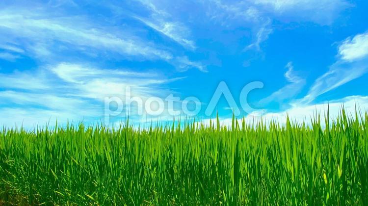 夏の田園風景（富山・南砺市）：10 田,田園,田んぼの写真素材