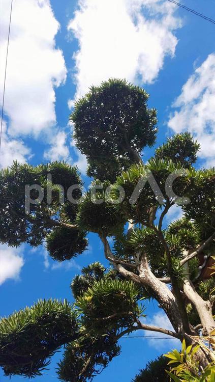 見上げる植木 植木,樹木,空の写真素材