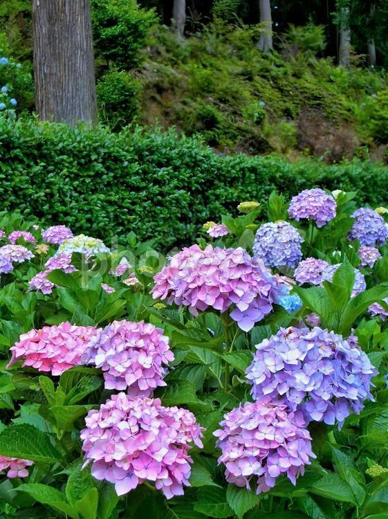 雨上がりのあじさい園(三室寺) 紫陽花,花,梅雨の写真素材