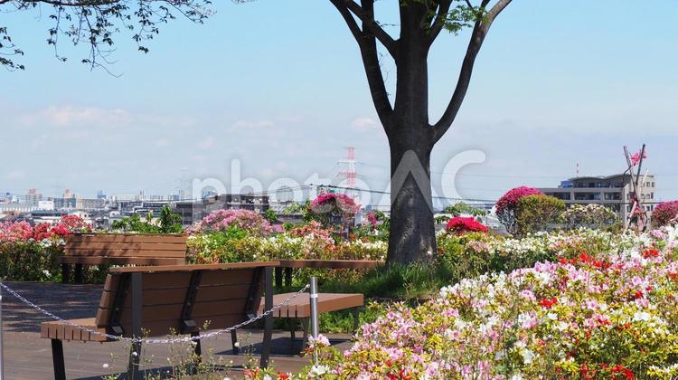 なぎさ公園・ツツジ＆対岸の浦安・江戸川区 春,ツツジ,花の写真素材