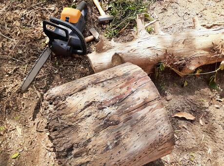 剪定＊古木とチェーンソー 剪定,古木,庭木の写真素材