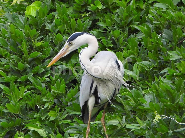 すぐ目の前にとまったアオサギ アオサギ,鳥,水鳥の写真素材