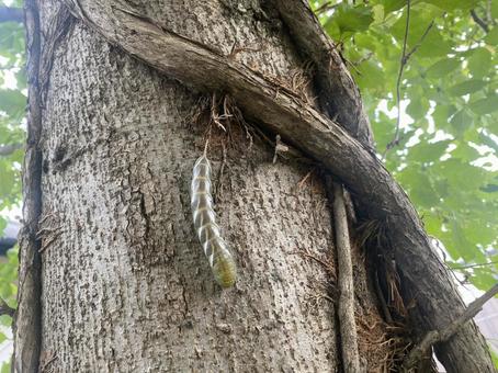 コブシの木にスズメガの幼虫 虫,スズメガ,幼虫の写真素材