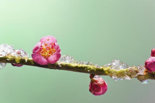 梅の花8 梅の花,１月,2月の写真素材