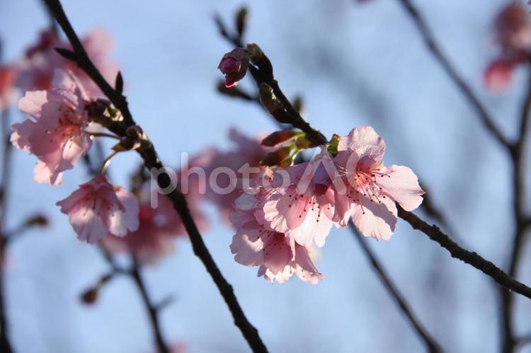 冬のサンパウロに咲く桜 桜,さくら,サクラの写真素材