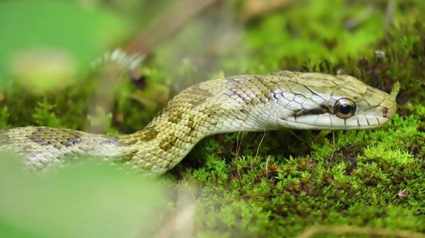 アオダイショウ アオダイショウ アオダイショウ,ヘビ,爬虫類の写真素材