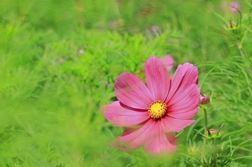 コスモス一輪 コスモス一輪 コスモス,花,秋の写真素材