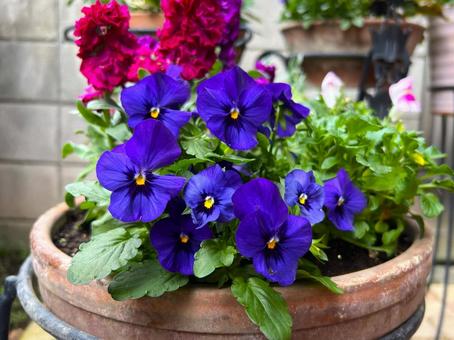 深みのある秋の寄せ植えの写真