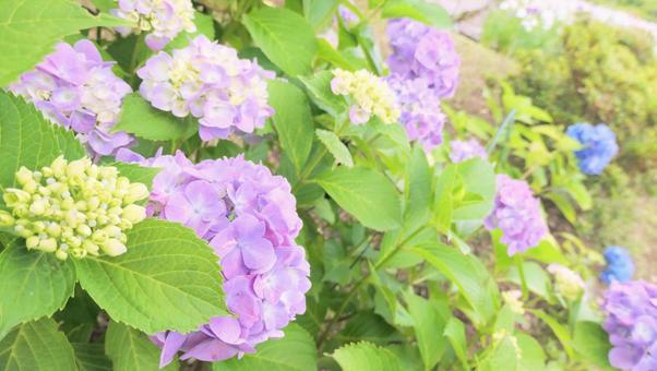 あじさいの花 あじさいの花の写真