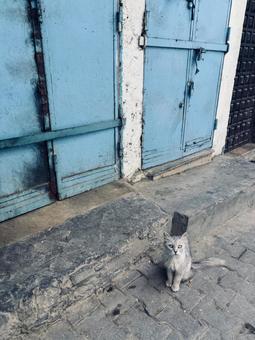 チュニジアの美猫 チュニジアの美猫 猫,野良猫,catの写真素材